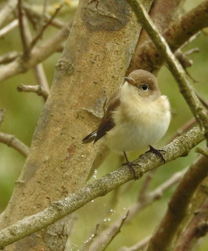 Red-breasted Flycatcher
