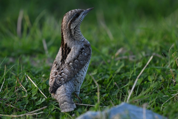 Wryneck