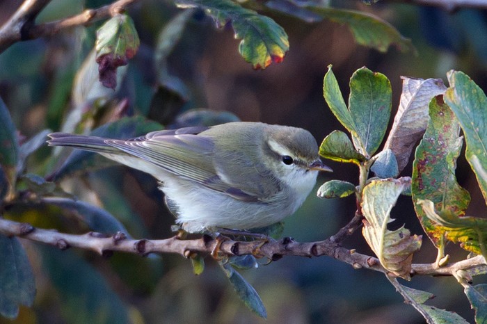 Greenish Warbler