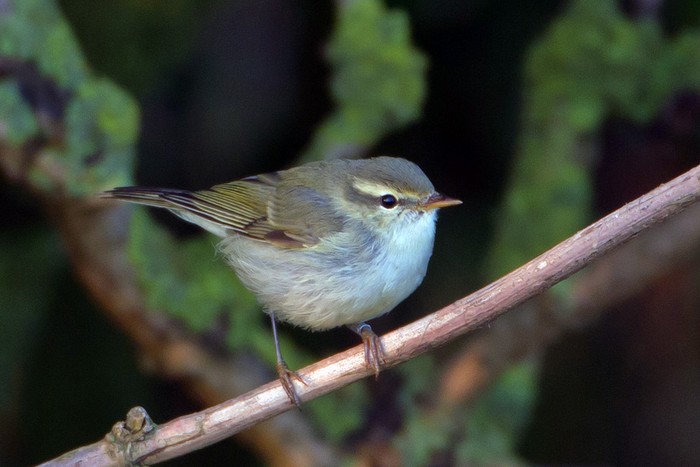 Greenish Warbler