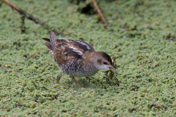 Little Crake