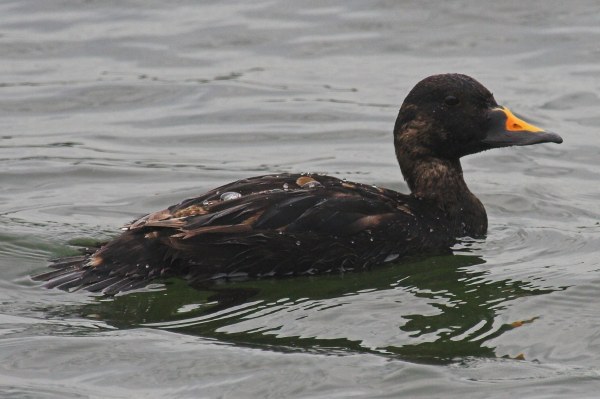 Common Scoter