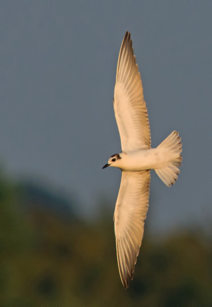 White-winged Black Tern