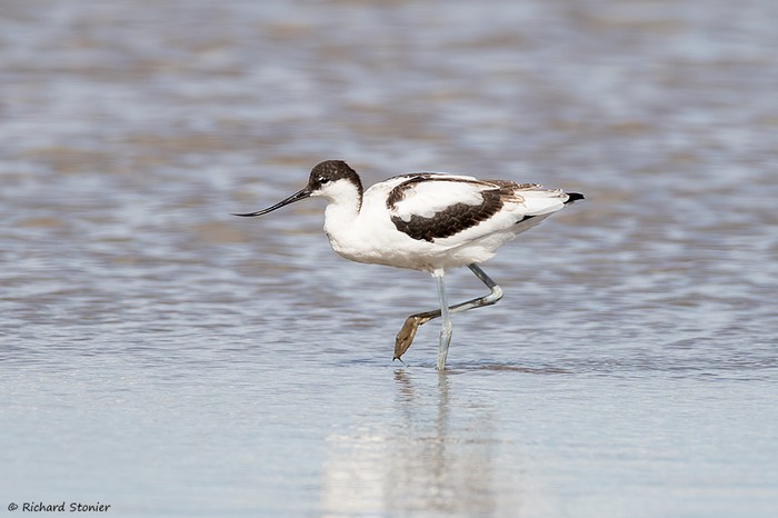 Avocet