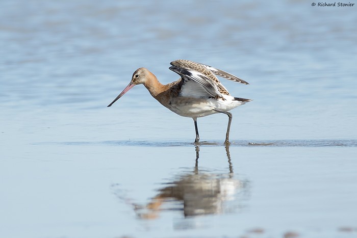 Black-tailed Godwit