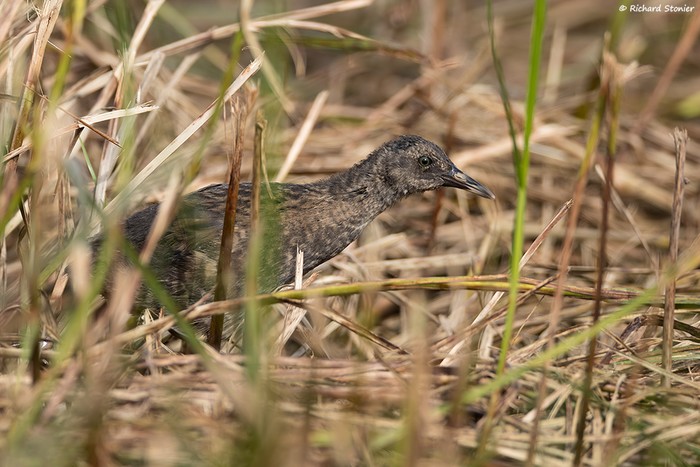 Water Rail