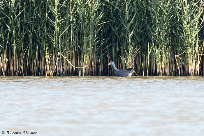 Western Purple Swamphen