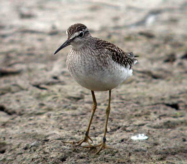 Wood Sandpiper