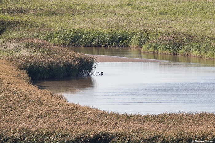 Western Purple Swamphen