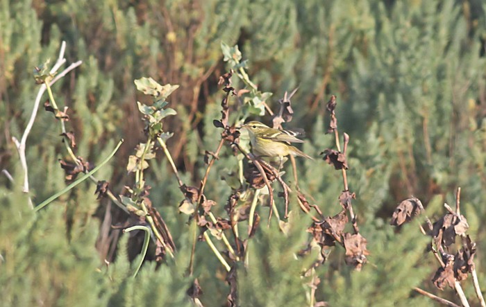 Yellow-browed Warbler