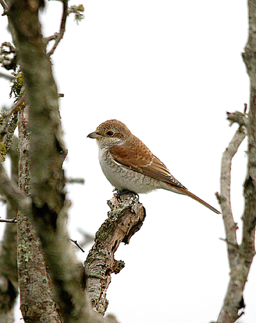 Red-backed Shrike