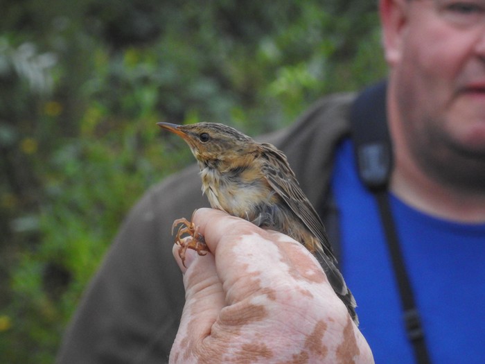 Pallas's Grasshopper Warbler