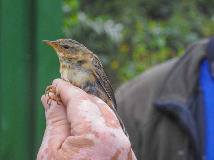 Pallas's Grasshopper Warbler