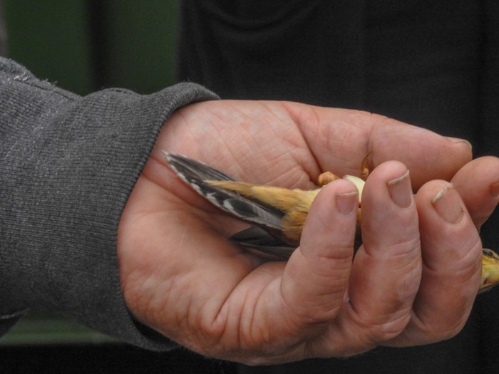 Pallas's Grasshopper Warbler