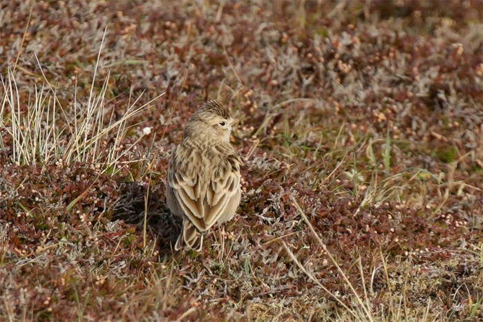Short-toed Lark