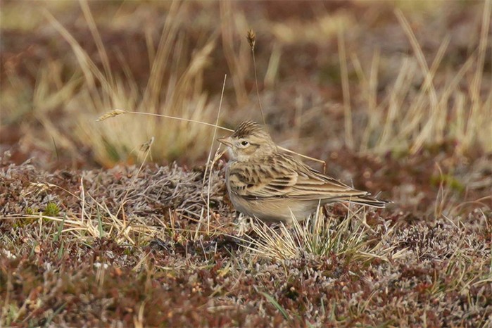 Short-toed Lark