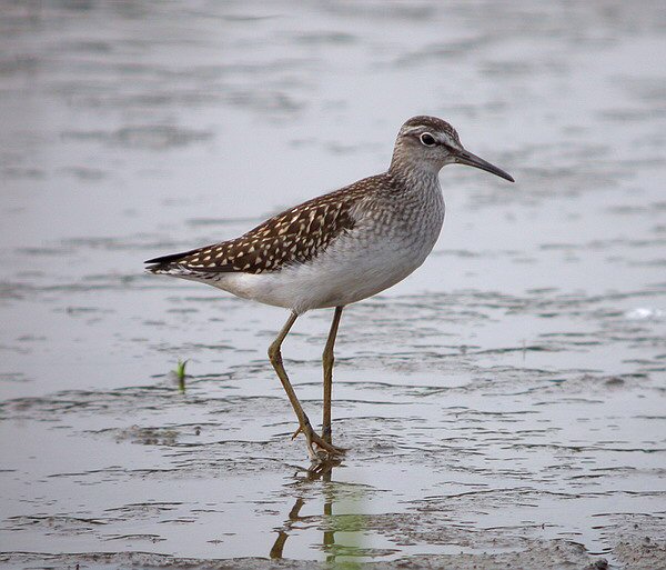 Wood Sandpiper