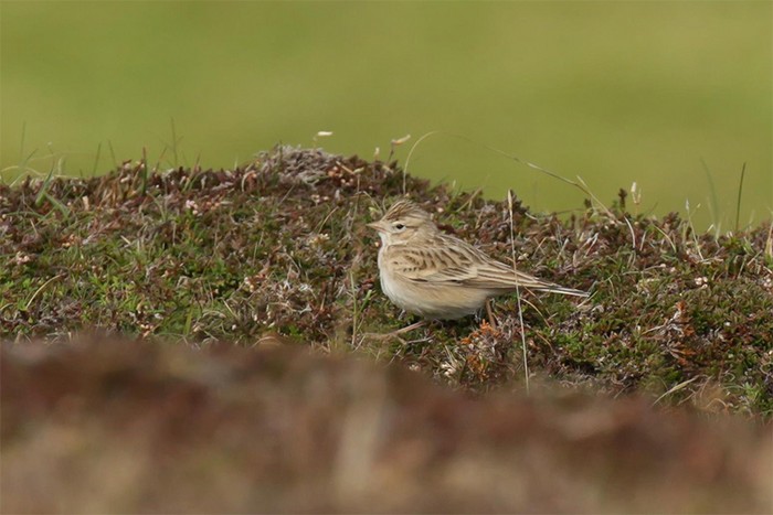 Short-toed Lark
