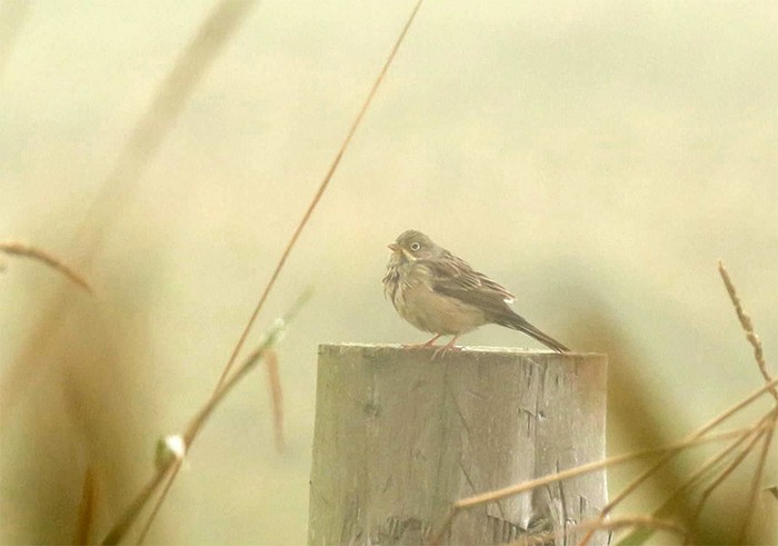 Ortolan Bunting