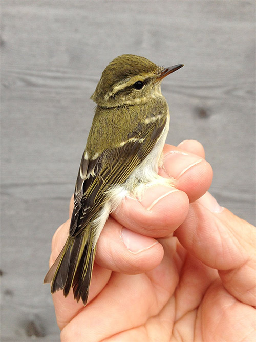 Yellow-browed Warbler