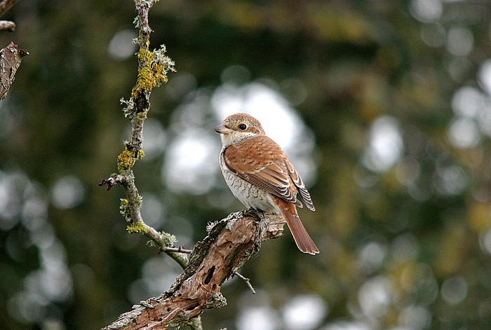 Red-backed Shrike
