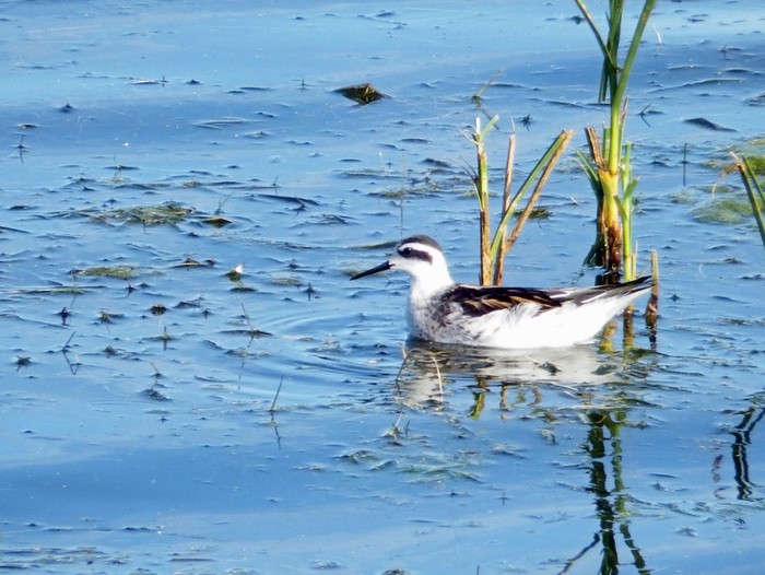 Red-necked Phalarope