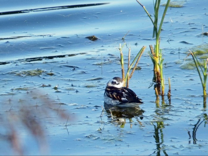 Red-necked Phalarope