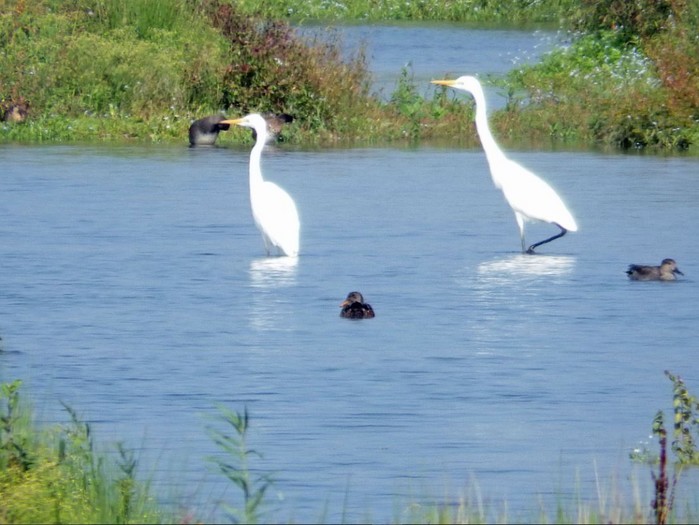 Great White Egret