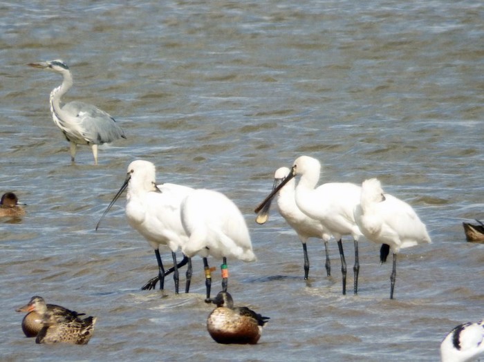 Spoonbill