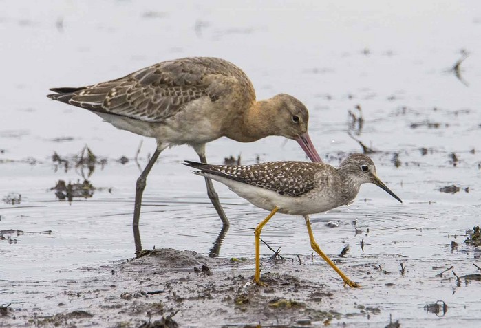Lesser Yellowlegs
