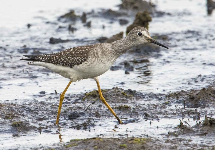 Lesser Yellowlegs