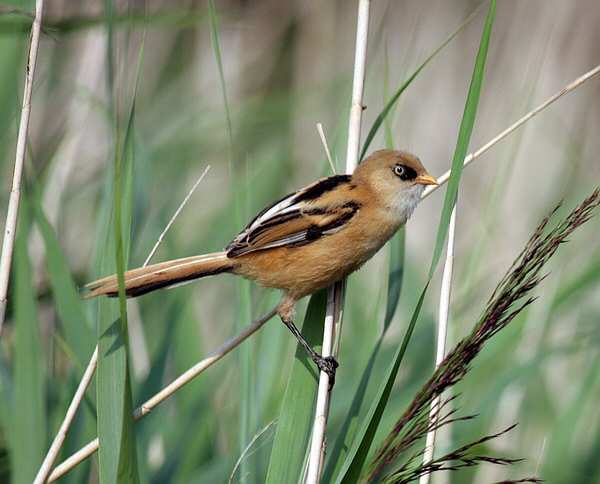 Bearded Tit