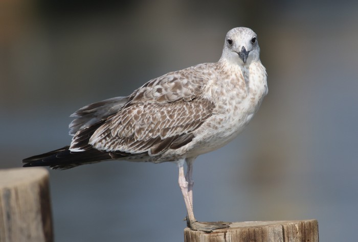 Caspian Gull