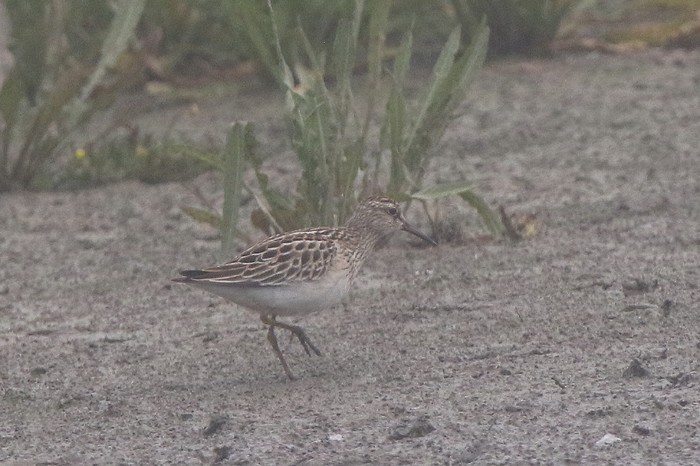 Pectoral Sandpiper