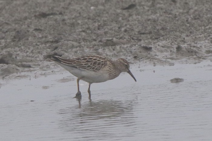Pectoral Sandpiper