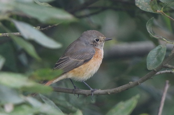 Redstart