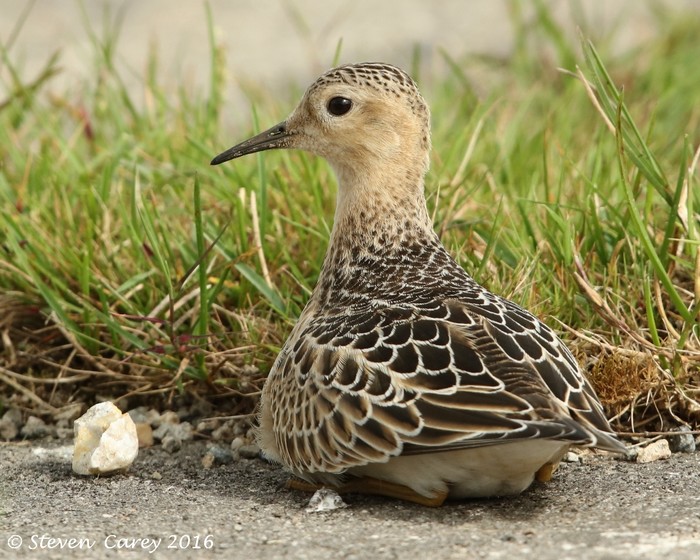 Buff-breasted Sandpiper