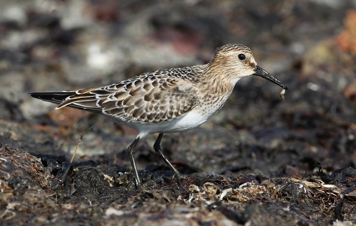 Baird's Sandpiper
