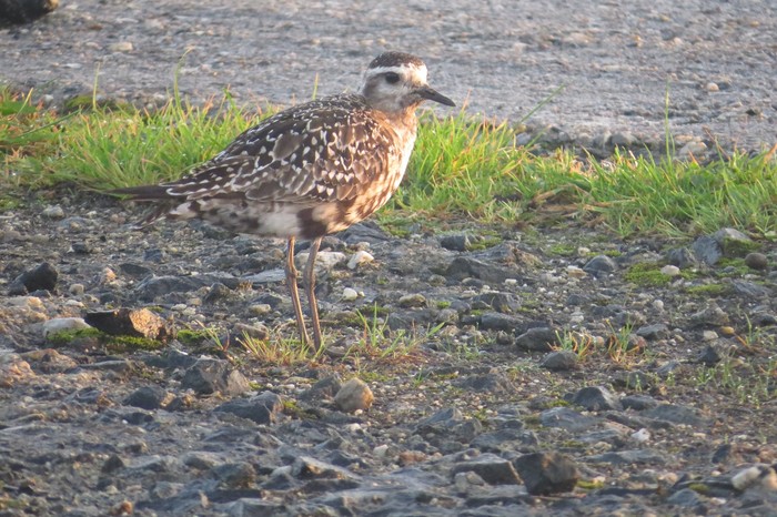 American Golden Plover