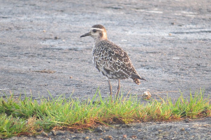 American Golden Plover