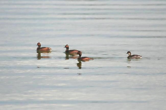 Black-necked Grebe