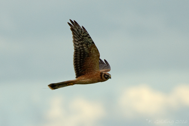 Pallid Harrier
