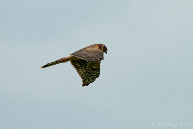 Pallid Harrier