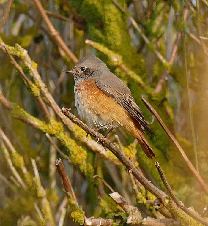 Redstart