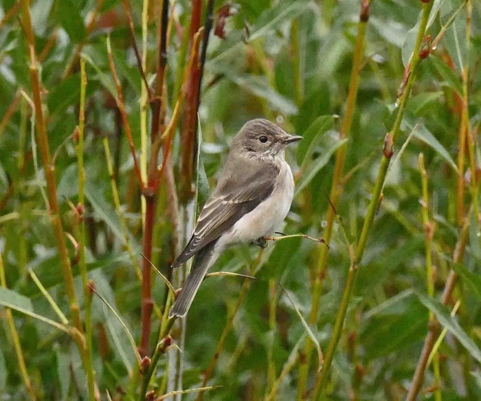 Spotted Flycatcher