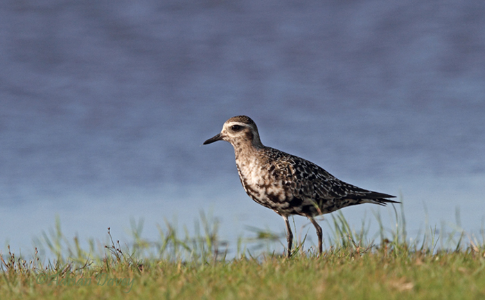 American Golden Plover