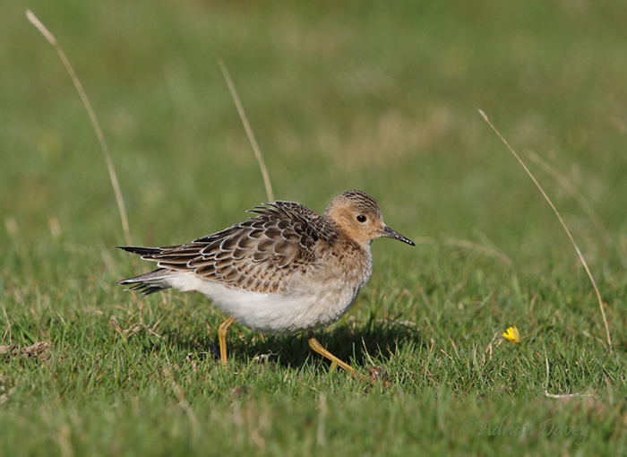 Buff-breasted Sandpiper