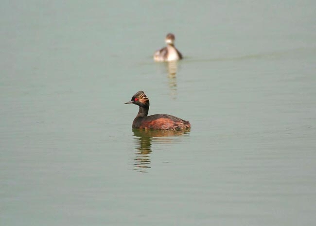 Black-necked Grebe