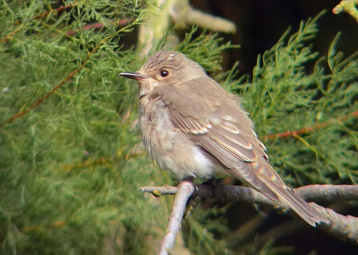 Spotted Flycatcher