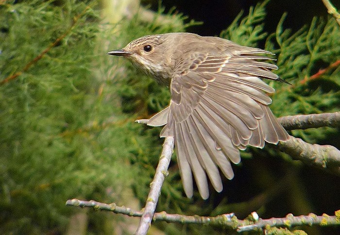 Spotted Flycatcher